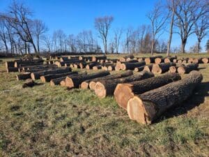 Walnut logs in a field